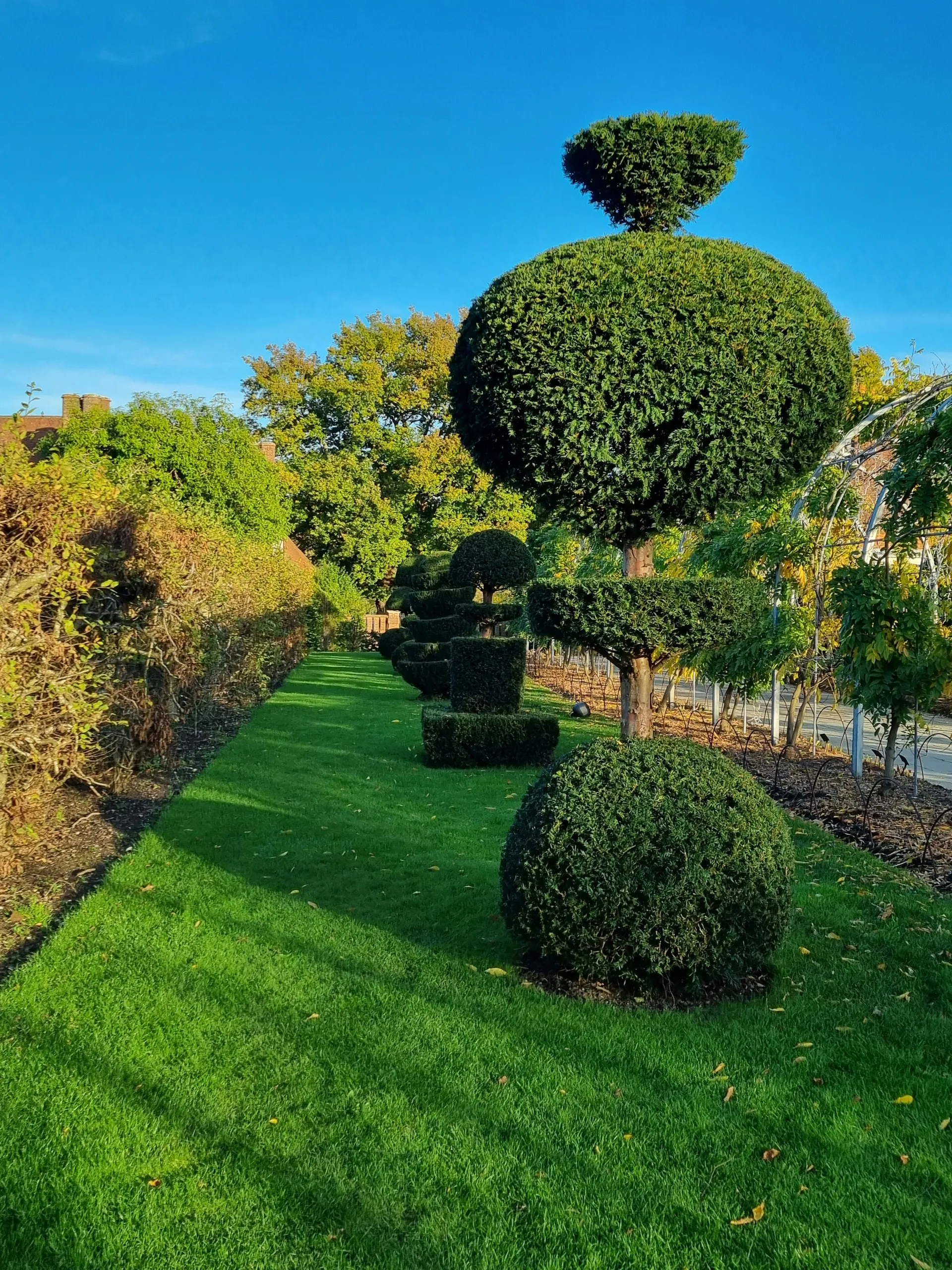 Composición simétrica de vegetación recortada en un jardín formal